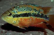 Cichlasoma Salvini