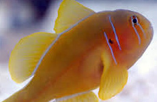 Citron clown goby