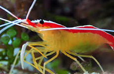 CleanerShrimp