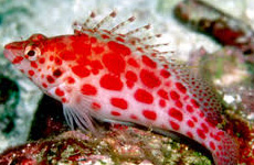 Coral hawkfish