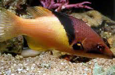 Coral hogfish