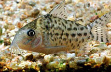 Corydoras Agassizii