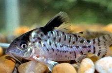 Corydoras Leucomelas