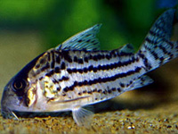 Corydoras Schwartzi