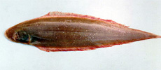 Cynoglossus macrolepidotus
