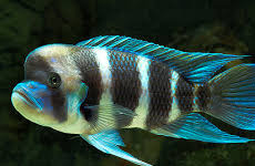 Cyphotilapia FrontosaCichlid