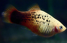 Dalmatian Platy