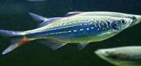 Danio Malbaricus