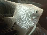 Diamond Angelfish