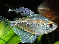 Diamond Tetra