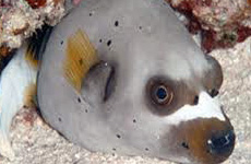 Dogface pufferfish