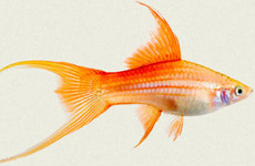 Double Sword Swordtail