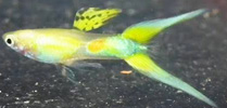 Double Sword Tail Guppy