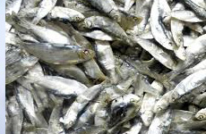 DrySardinella