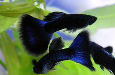 Electric Blue Guppy