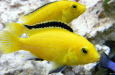 Electric Yellow Cichilda