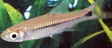 Elegant Rasbora