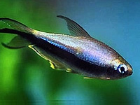 Emperor Tetra