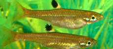 Eye Spot Rasbora