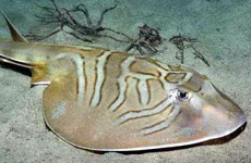 Fiddler stingray