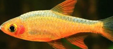 Fire Ceyoceylonese Rasbora