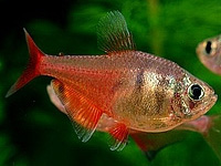 Flame Tetra