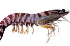 Flower prawn