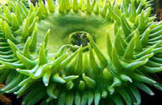 GaintGreenAnemone