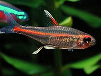 Glowlight Tetra