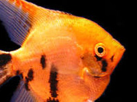 Golden Marble Angelfish