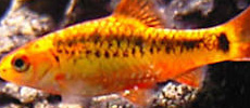 golden barb