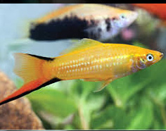 GoldenSwordtail