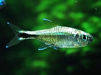 GoldenTetra