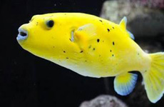 Golden puffer