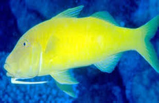 Goldsaddle goatfish