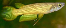 Green Panchax