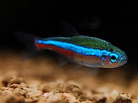 GreenNeonTetra