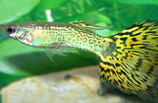 Green Snakeskin Guppy