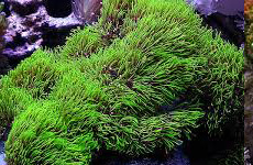 GreenStarPolyps