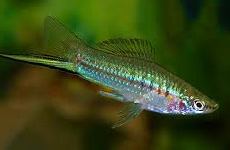 Green Swordtail