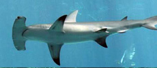 Hammer head shark
