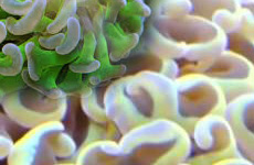 Hammerhead Coral