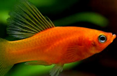 Hi Fin Platy 