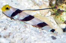 Hi fin red banded goby