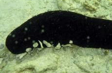 Holothuria atra