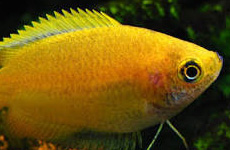 HoneyGourami