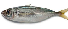 Horse mackerel