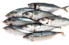 Indian mackerel