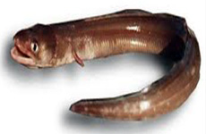 Indian conger eel