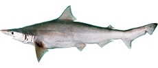 Indian dog shark